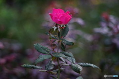 薔薇