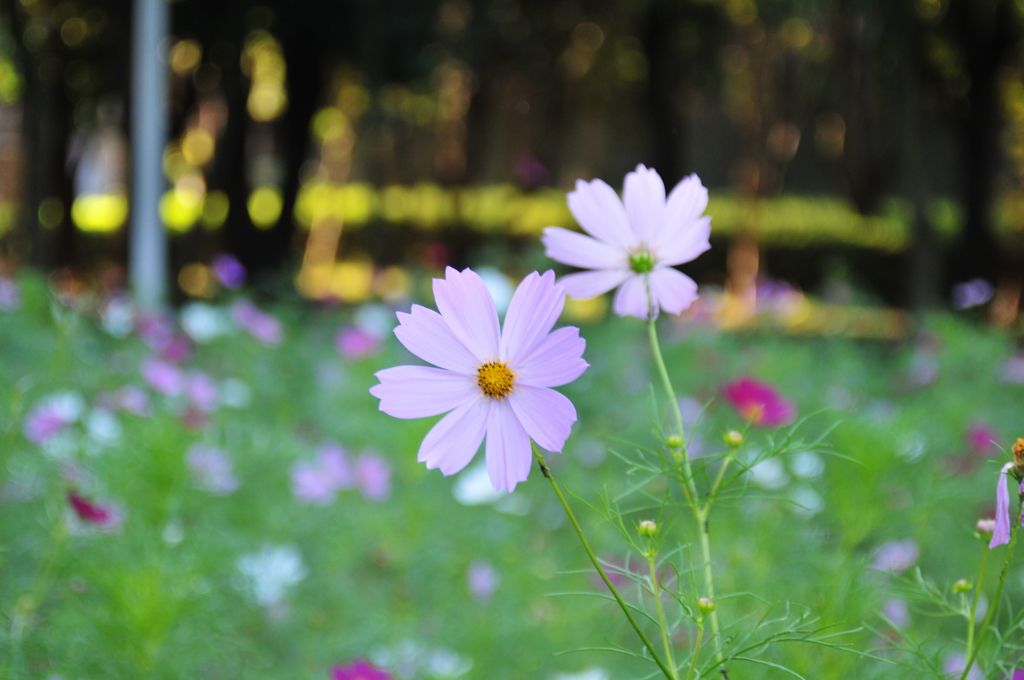 秋桜
