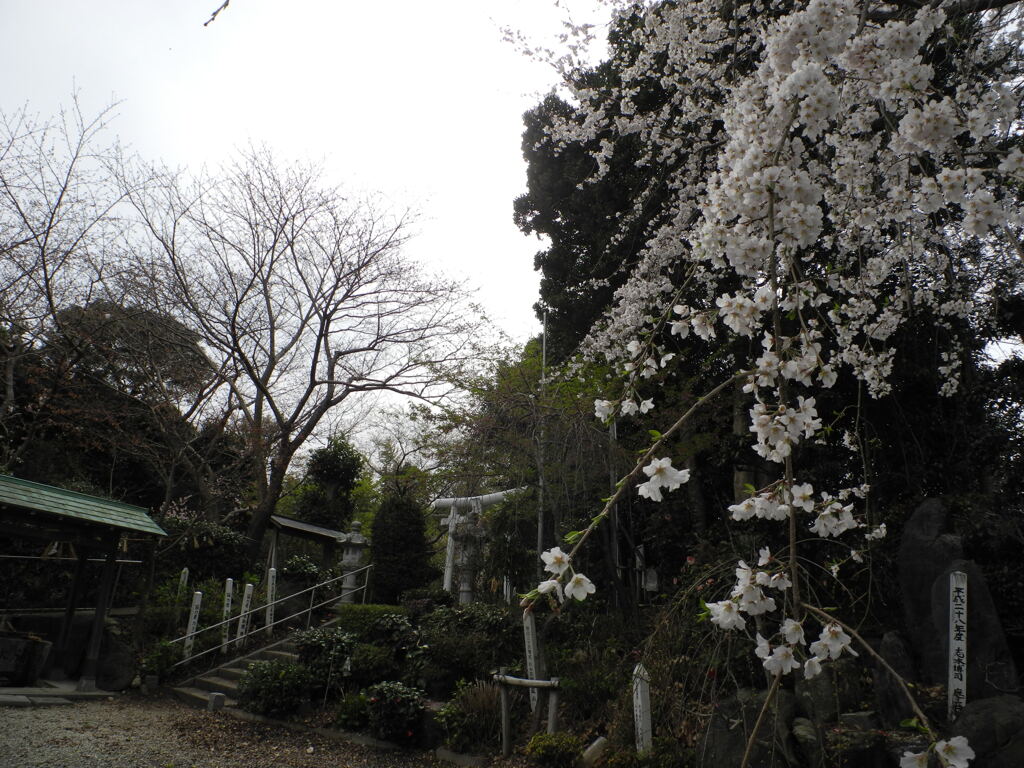 知多半島