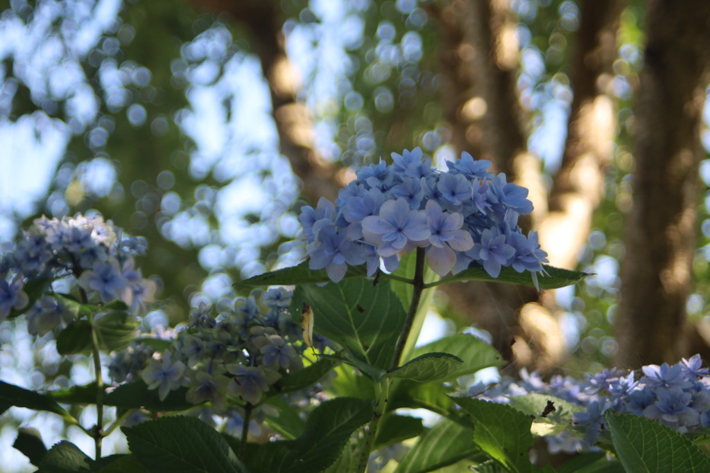花ひろば