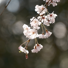 ふれあいの森