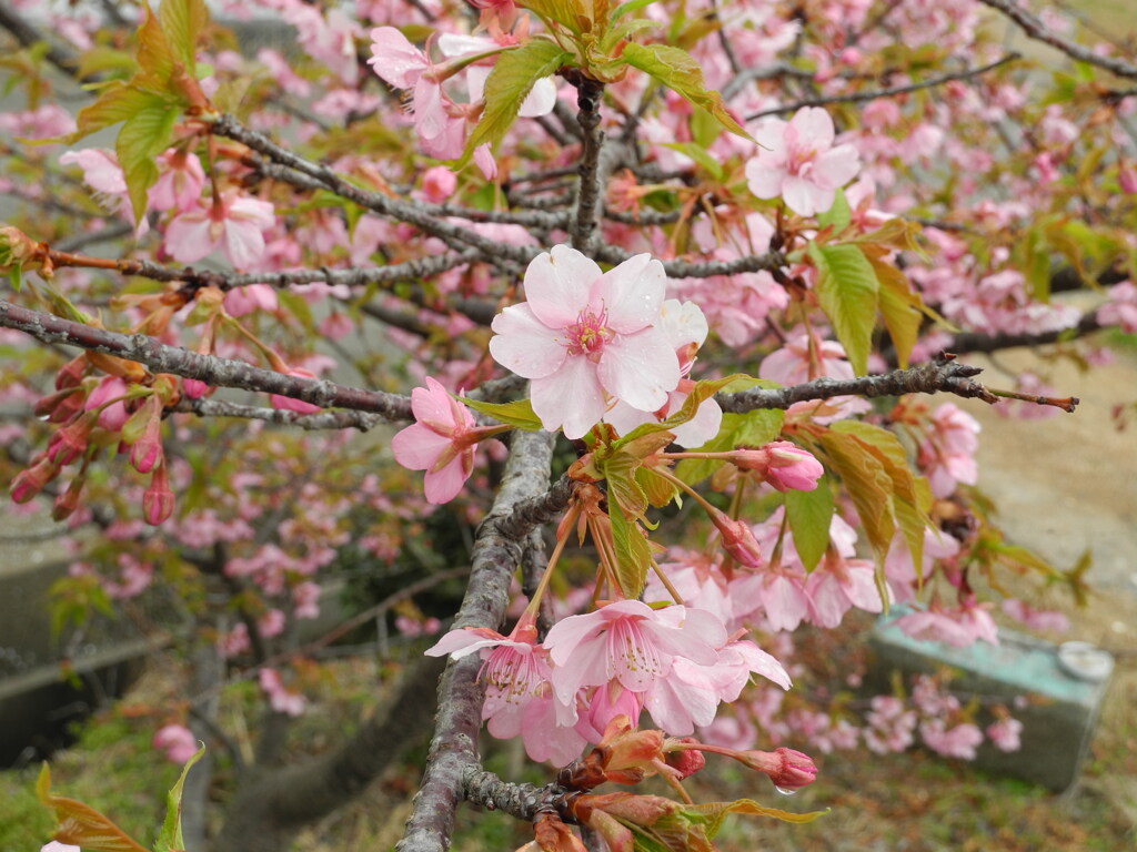 高砂山公園