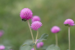於大公園