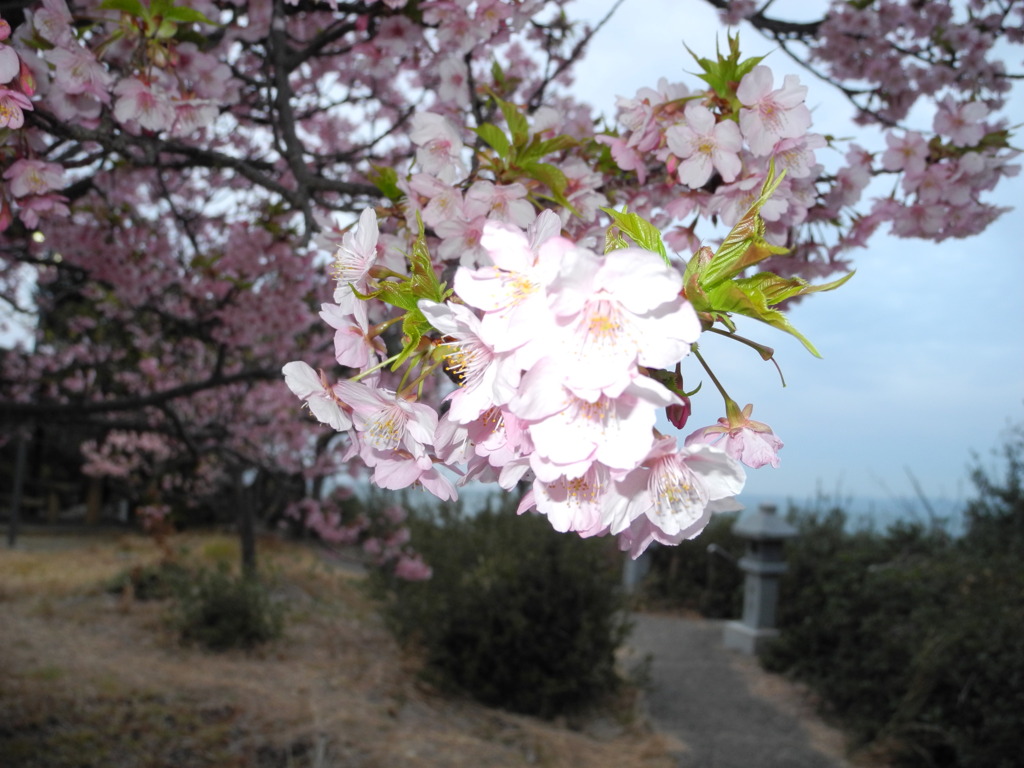 河津桜