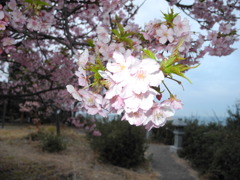 河津桜