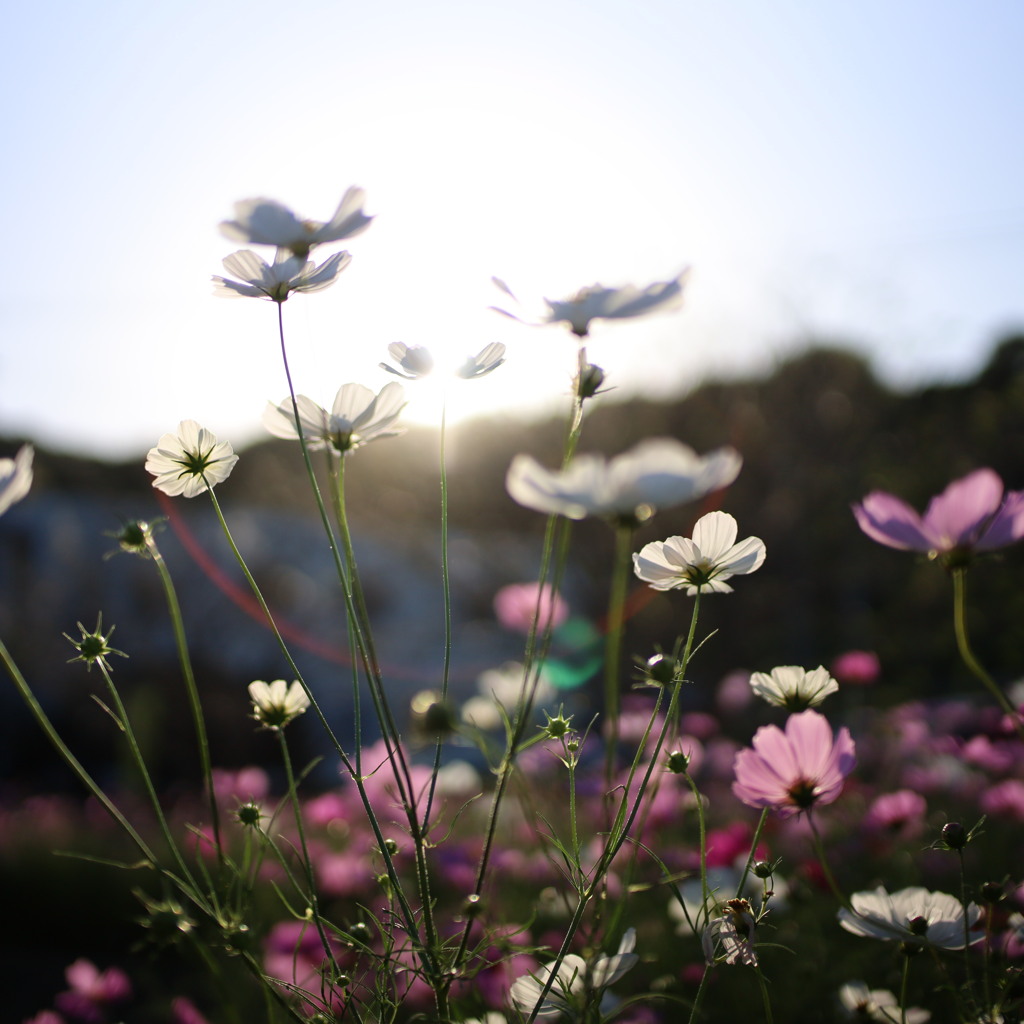 秋桜