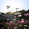 秋桜