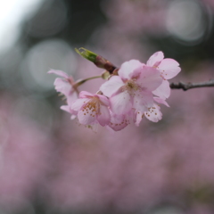 河津桜