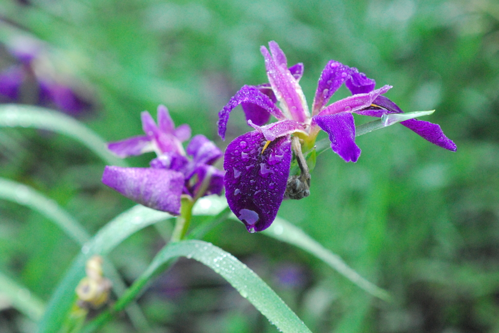 菖蒲
