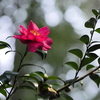 雁宿公園