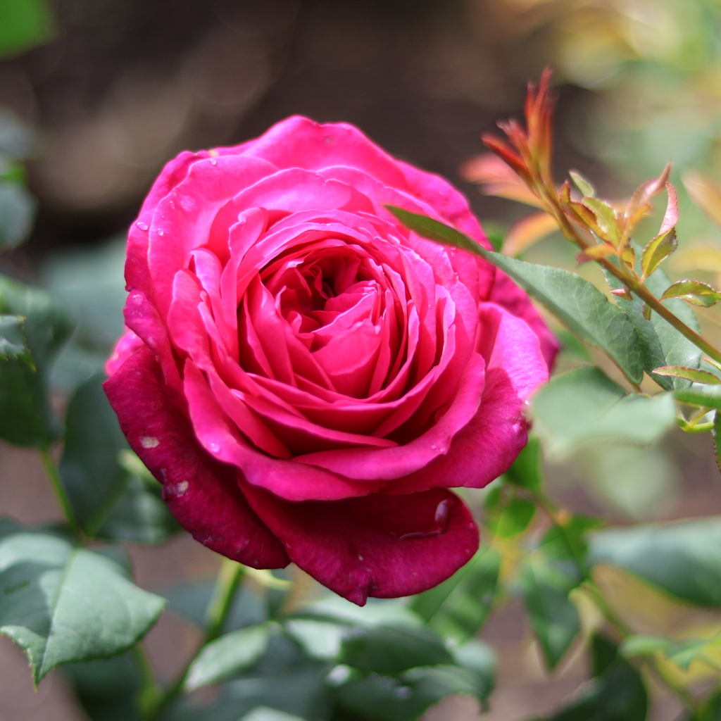薔薇