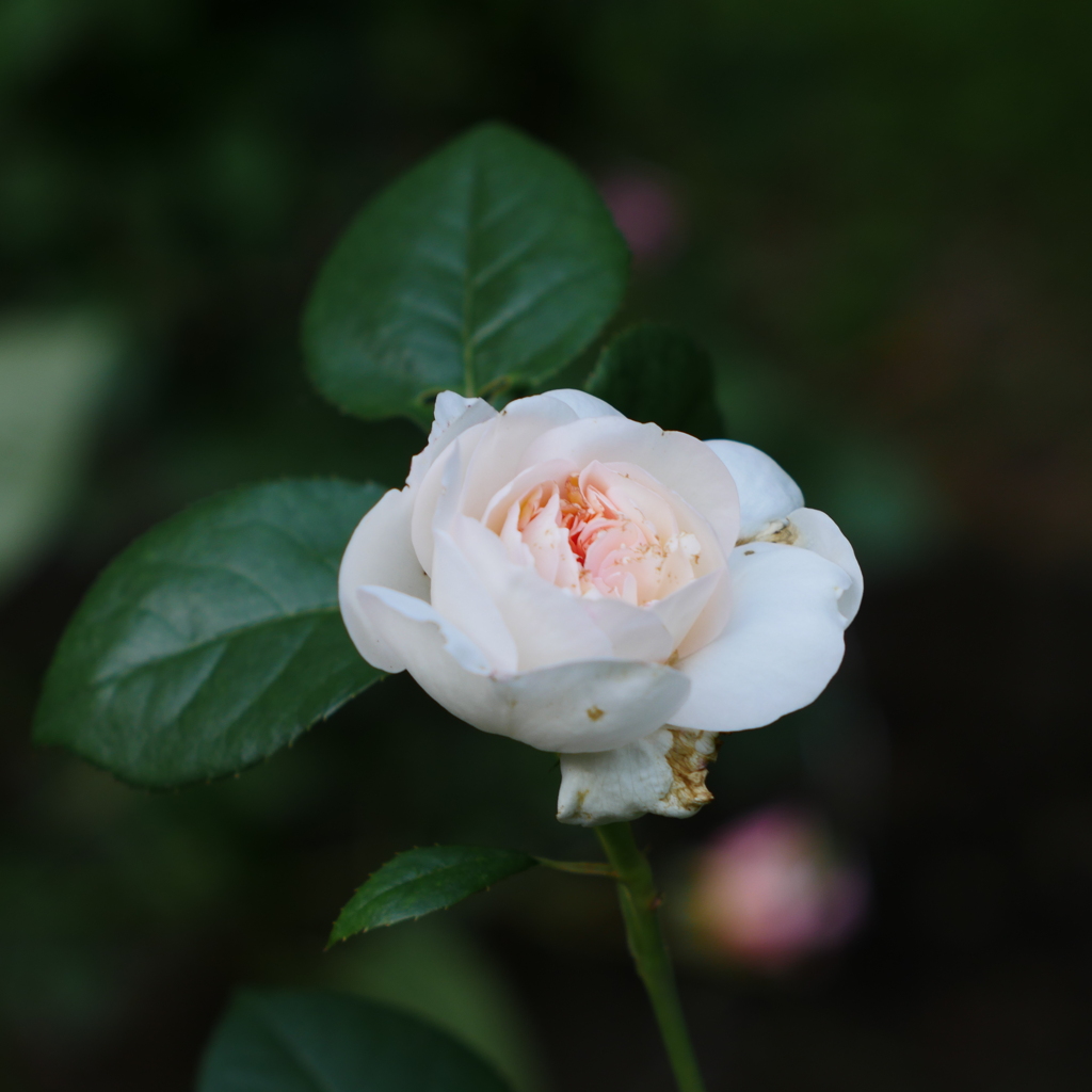 薔薇