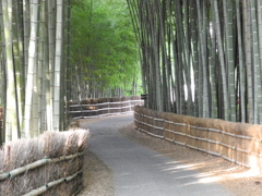 竹林