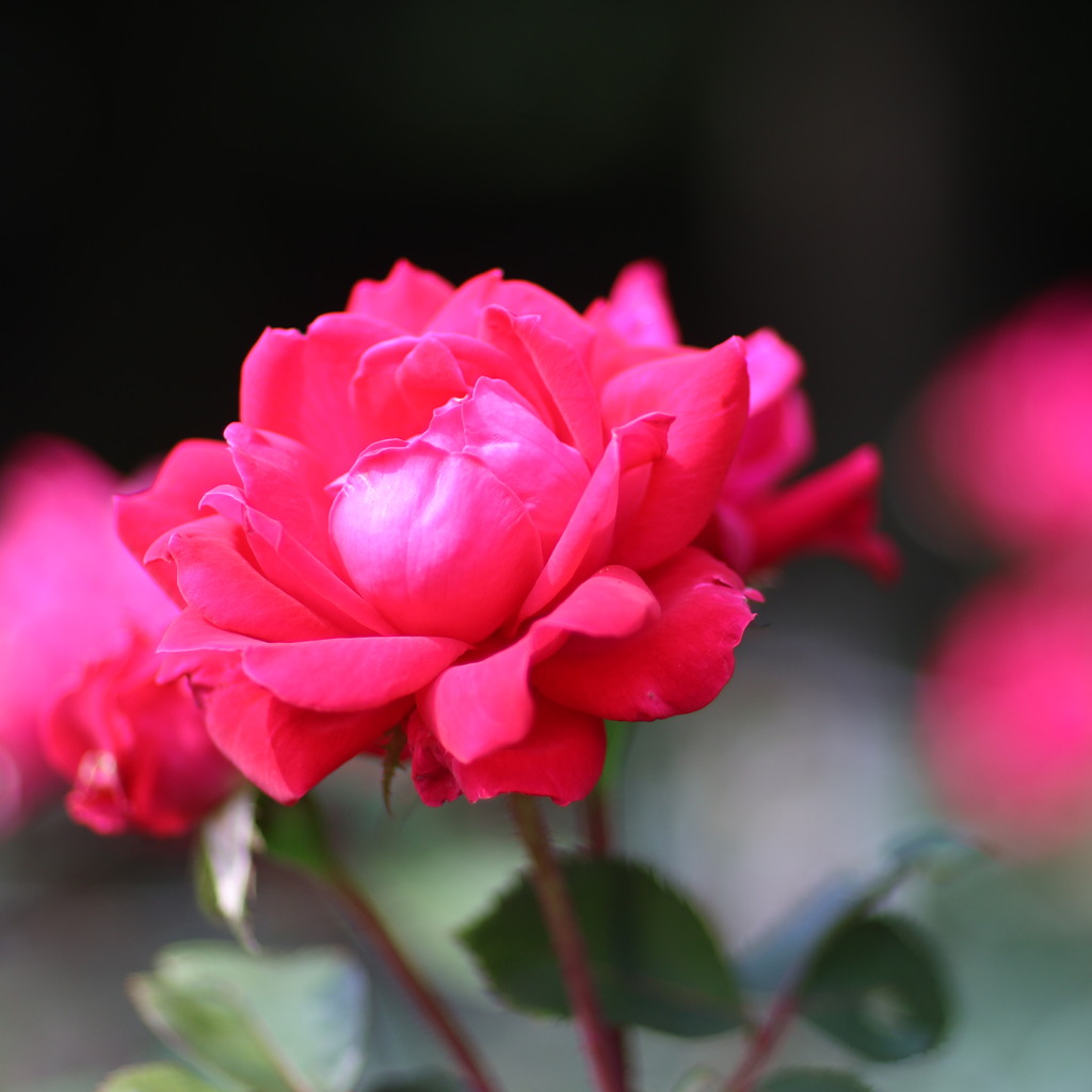 薔薇