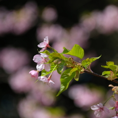 河津桜