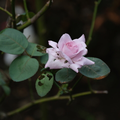 ふれあいの森