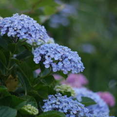 紫陽花