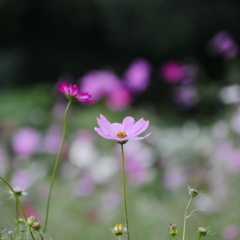 秋桜