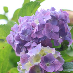 紫陽花