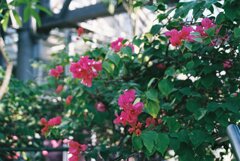 相模原公園 相模原公園