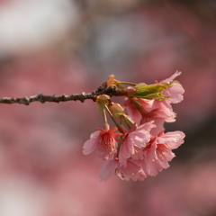 雁宿公園