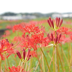 矢勝川彼岸花