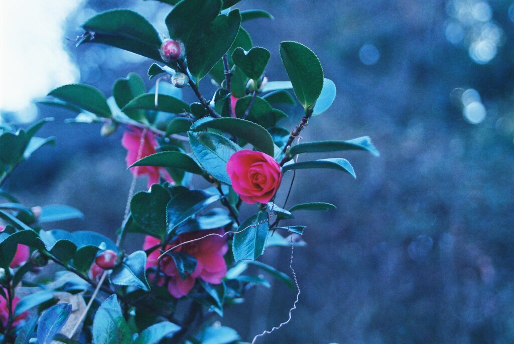 泉の森