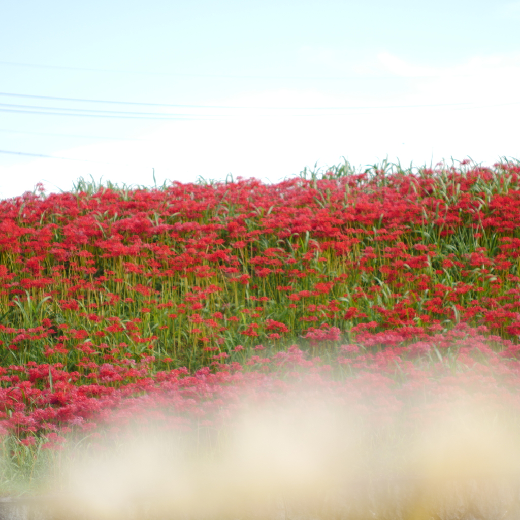 矢勝川彼岸花