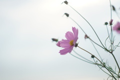 秋桜