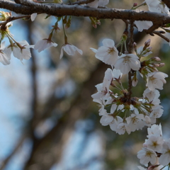 泉の森
