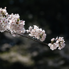 泉の森にて、