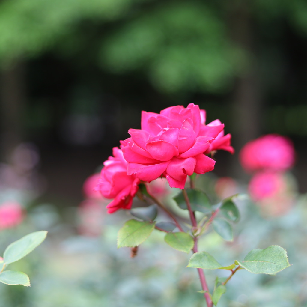 薔薇