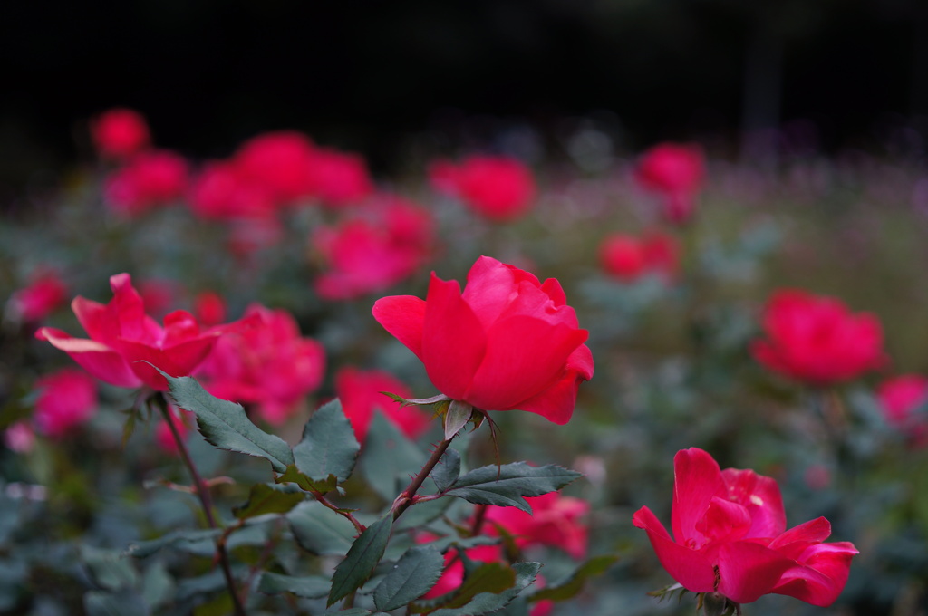 薔薇園