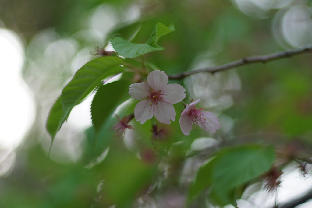 桜