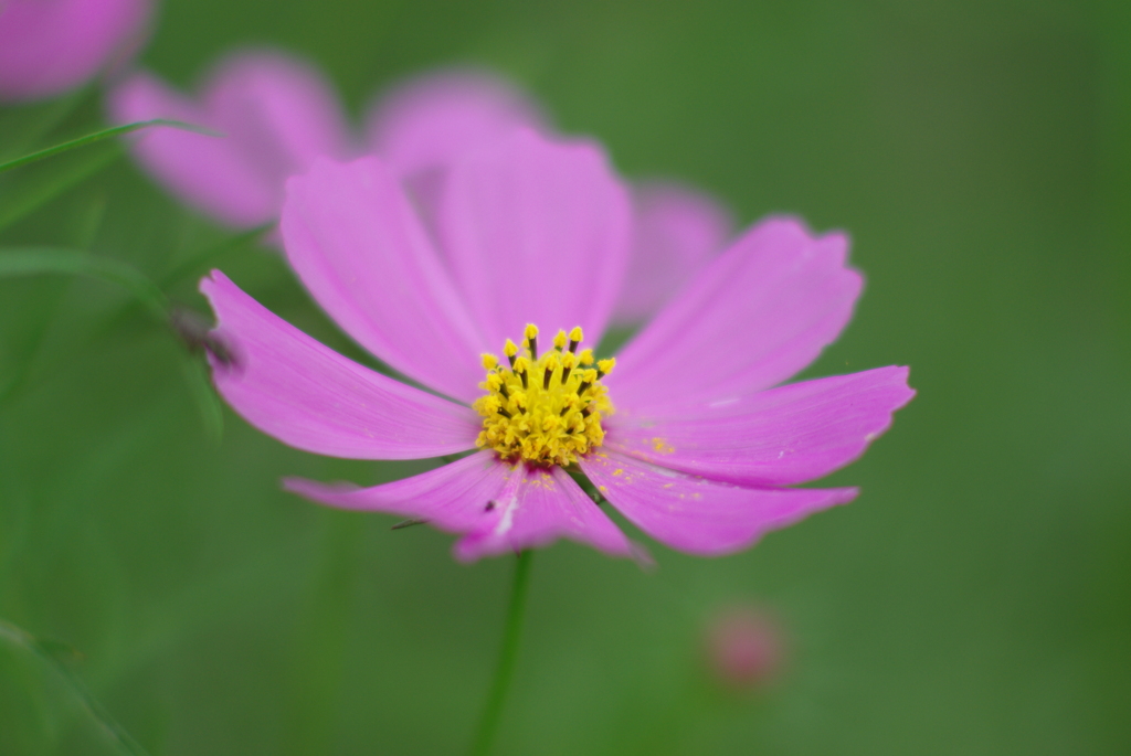 秋桜