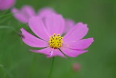 秋桜