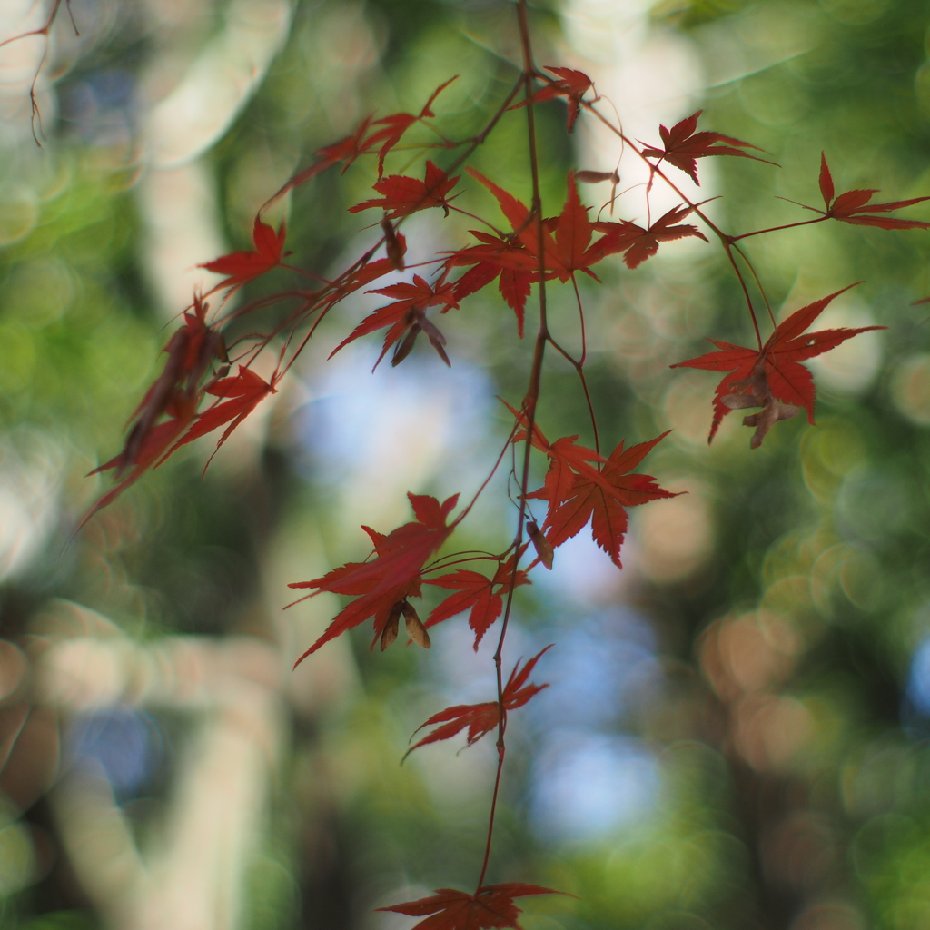 紅葉