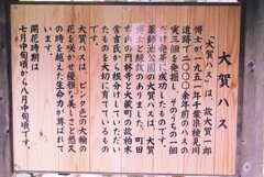 薬師池