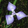 菖蒲
