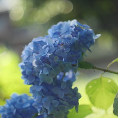 紫陽花