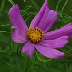 秋桜