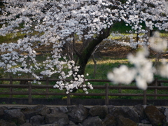 泉の森