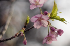 河津桜