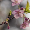 河津桜