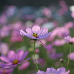 秋桜