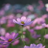 秋桜