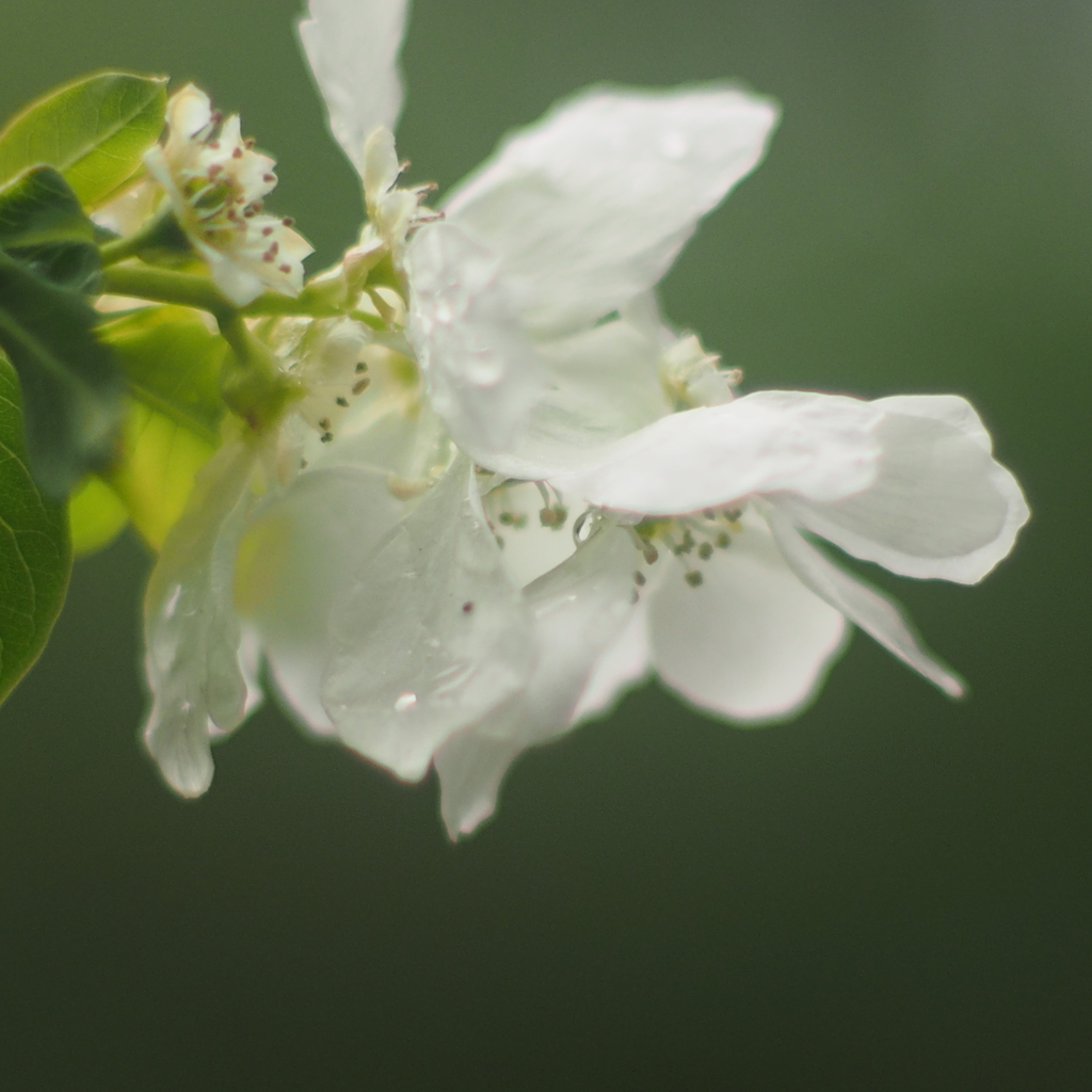 ふれあいの森