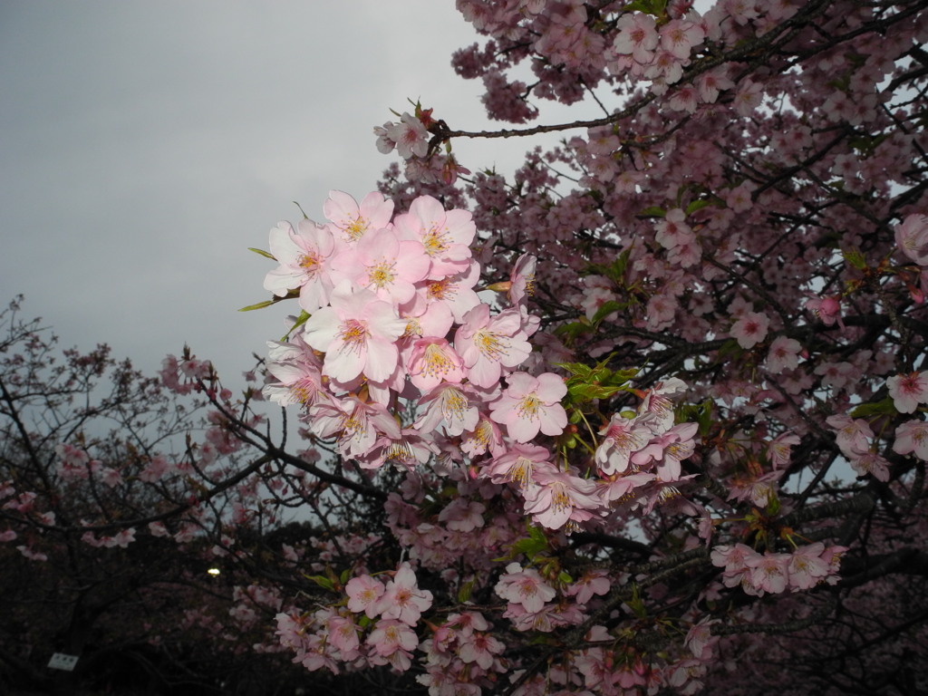 聖崎公園