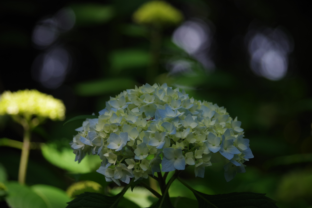 ふれあいの森