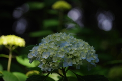 ふれあいの森